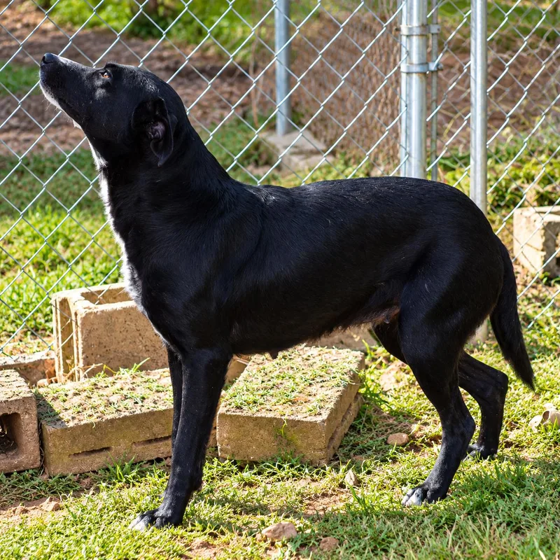 A young medium-sized female Black Labrador Retriever dog named Meekah for adoption in Wedowee, AL