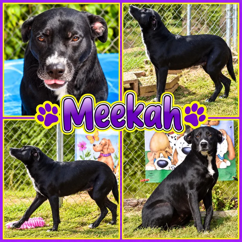 Meekah thumbnail 5