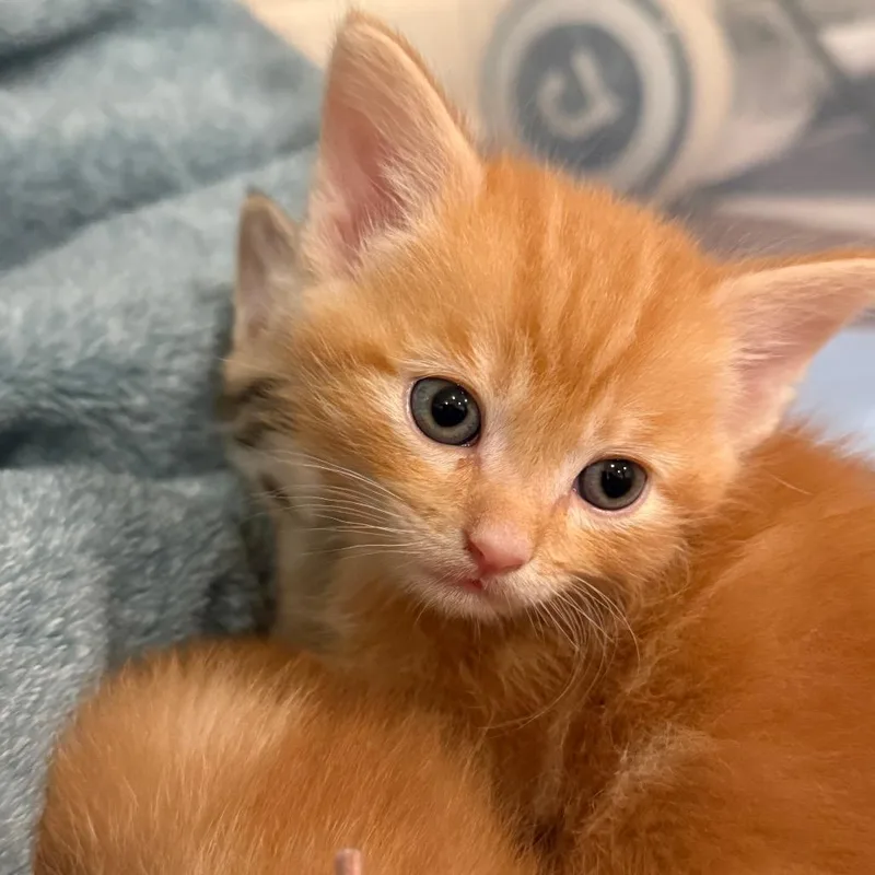 A baby small-sized male Orange / Red Domestic Short Hair cat named Pooh Bear for adoption in Franklin, TN