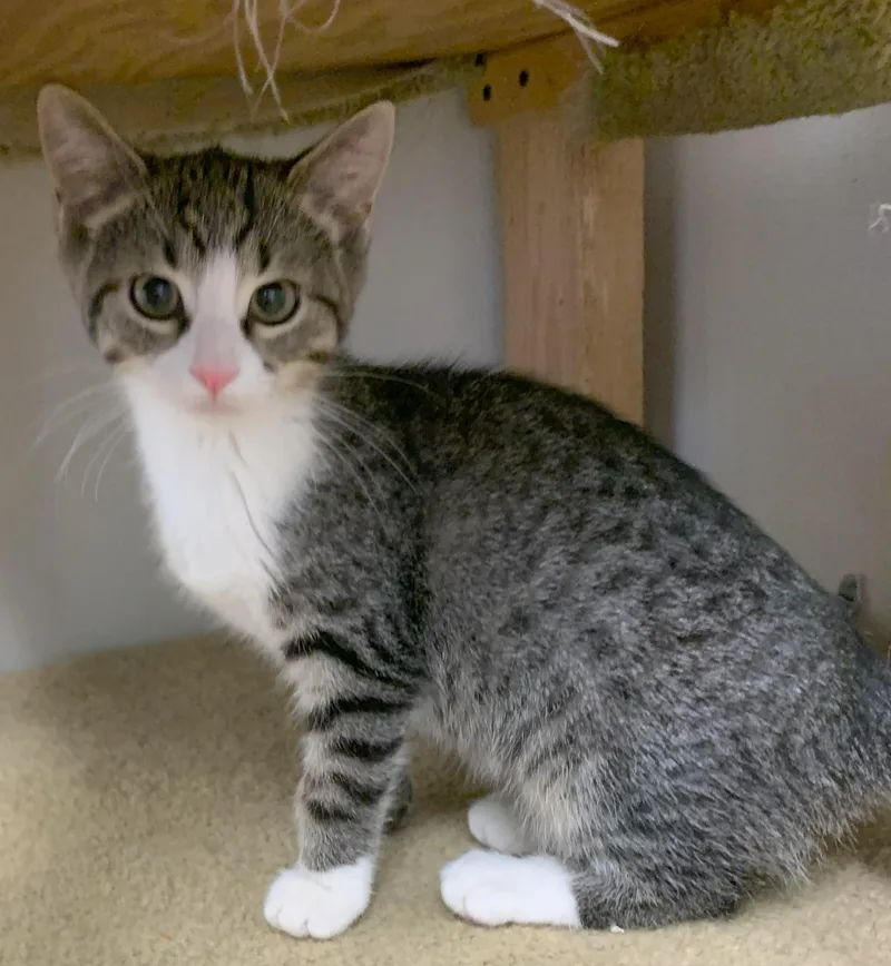 An adult medium-sized female Tabby (Brown / Chocolate) Domestic Short Hair cat named Echo for adoption in Milwaukee, WI