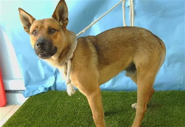A young large-sized male German Shepherd Dog dog named Chip for adoption in Baldwin Park, CA