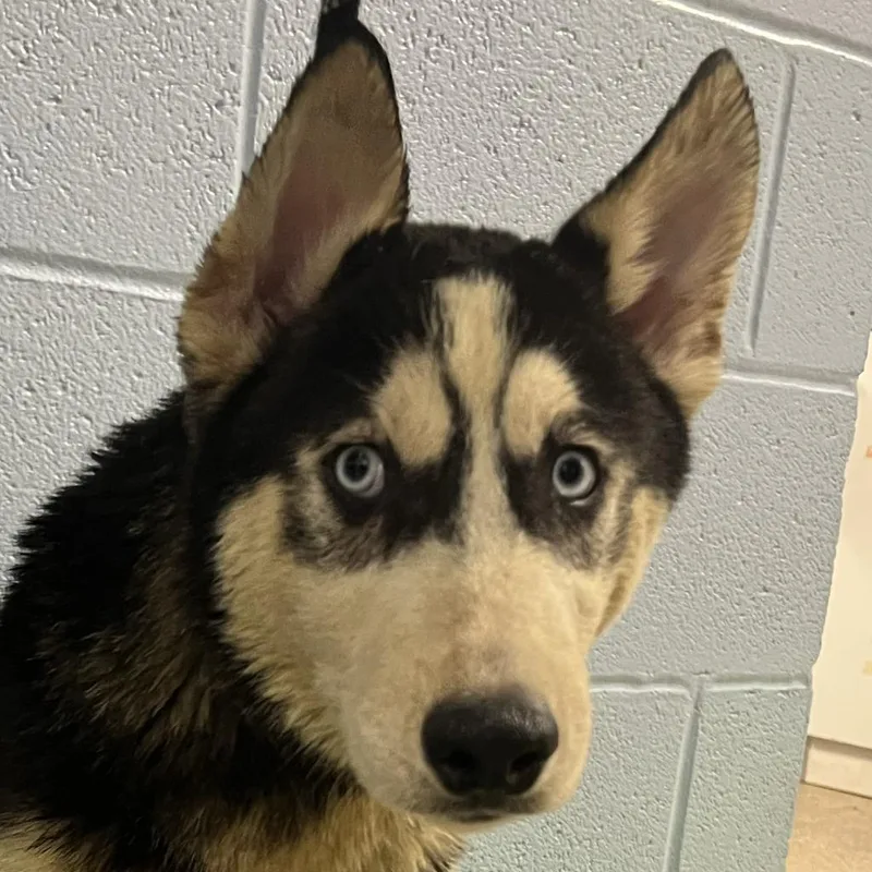A baby medium-sized male Husky dog named Jiro for adoption in Olean, NY