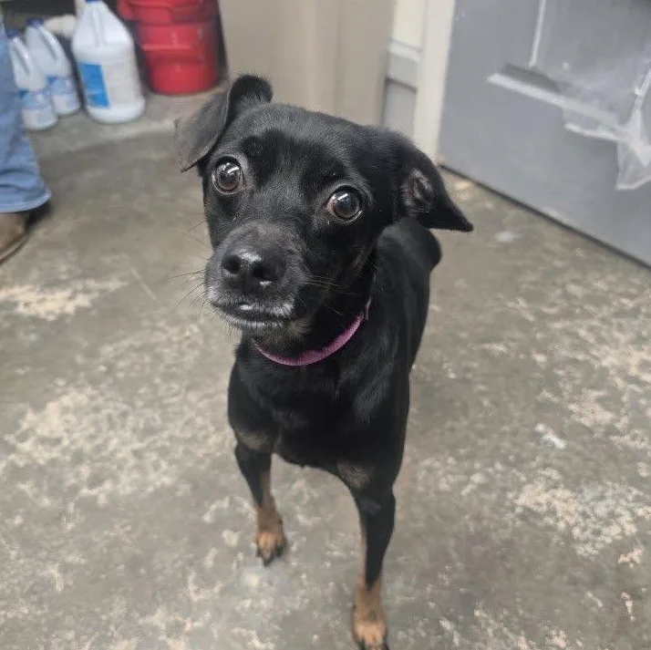 A young small-sized male Bicolor Chihuahua dog named Gump for adoption in Saint Marys, PA