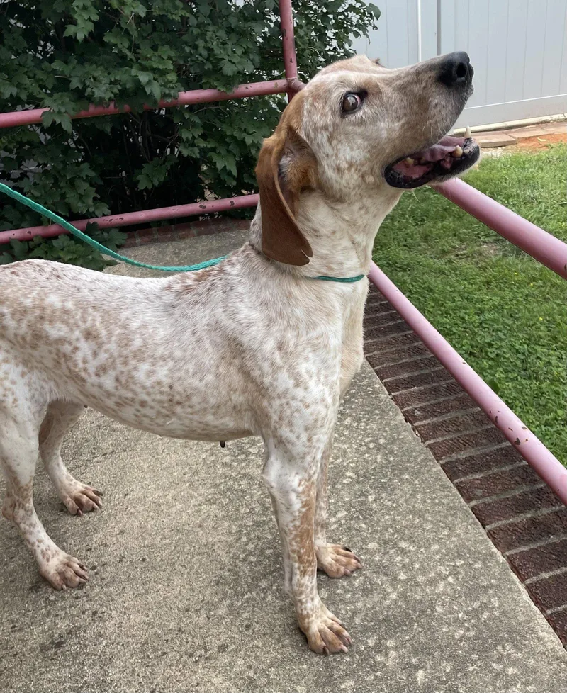 An adult large-sized female Coonhound dog named Cobbler for adoption in Raleigh, NC