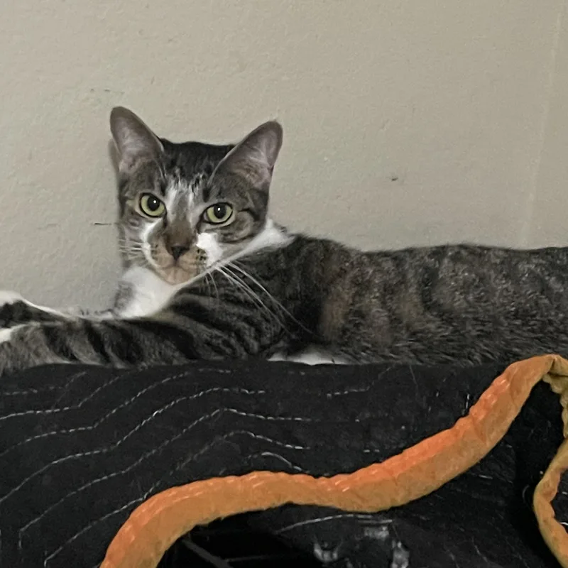A baby small-sized female Tabby (Gray / Blue / Silver) Domestic Short Hair cat named Sugarplum for adoption in Liverpool, TX
