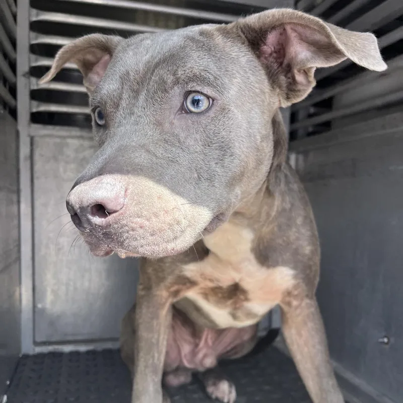 An adult medium-sized male Pit Bull Terrier dog named Raymond for adoption in Edinburg, TX