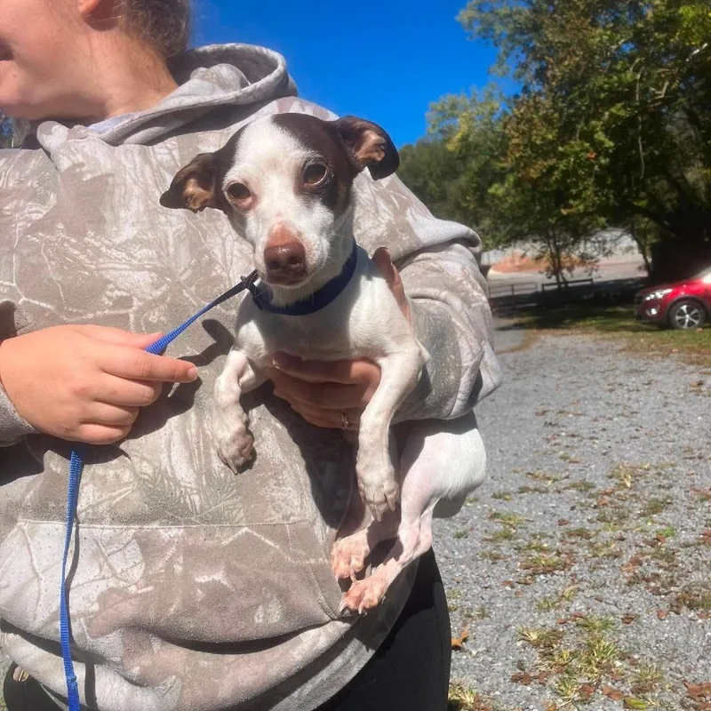 An adult small-sized male White / Cream Chihuahua dog named Petey for adoption in Alexandria, VA