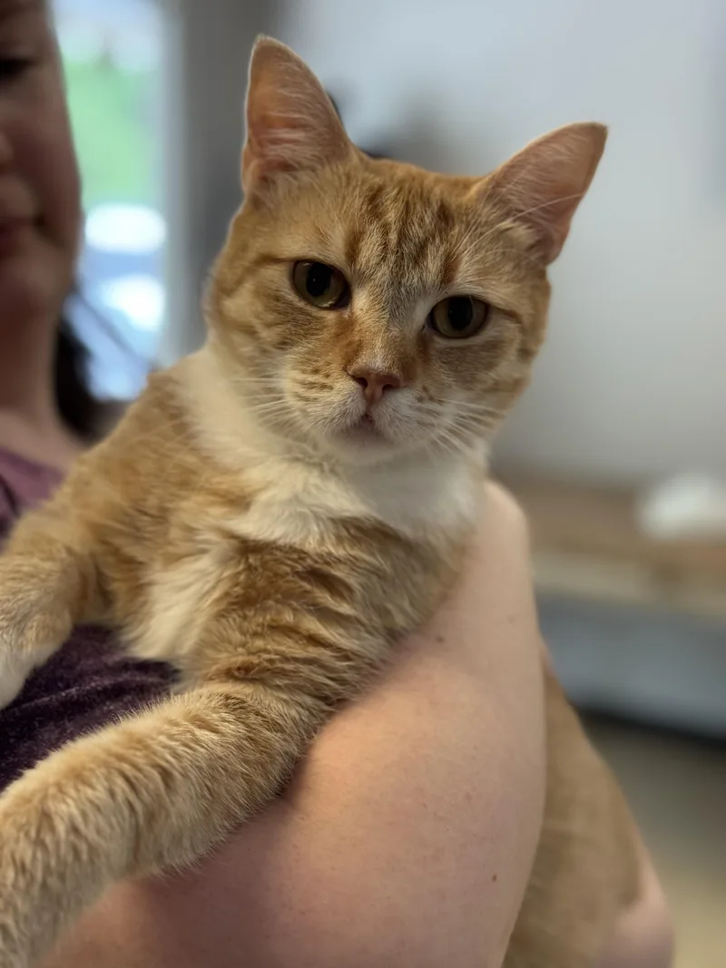 An adult medium-sized female Orange / Red Tabby cat named Tiger Lily for adoption in Meherrin, VA