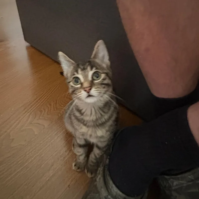 A baby small-sized female Gray / Blue / Silver Domestic Short Hair cat named Dolly for adoption in Wheeling, IL