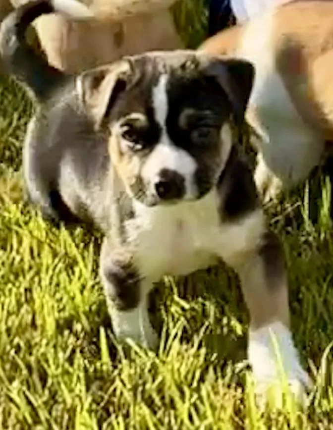A baby medium-sized male Tricolor (Brown, Black, & White) Beagle dog named Jj for adoption in Cordova, TN