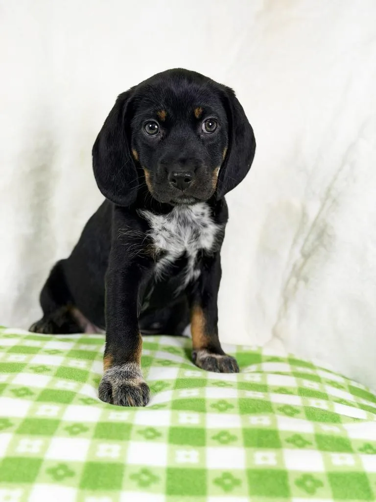 Spring Litter  Cherry