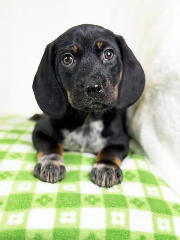 Spring Litter  Cherry thumbnail 2