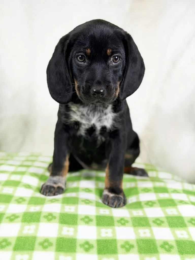 Spring Litter  Cherry thumbnail 3