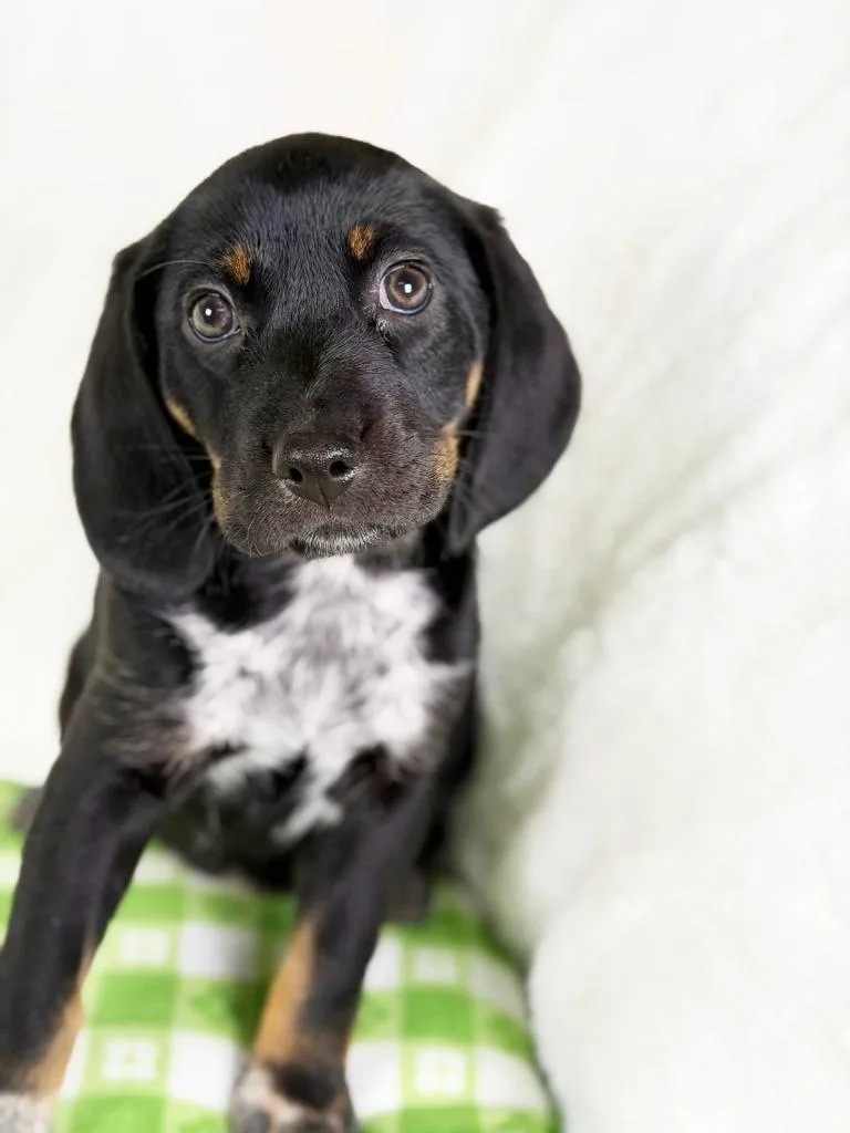 Spring Litter  Cherry thumbnail 4