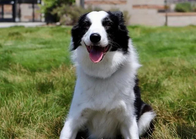 An adult medium-sized female Border Collie dog named Peach for adoption in San Luis Obispo, CA