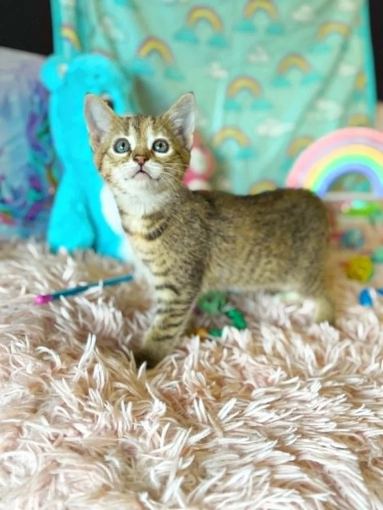 A baby small-sized female Domestic Short Hair cat named Friend Bear for adoption in Effingham, IL
