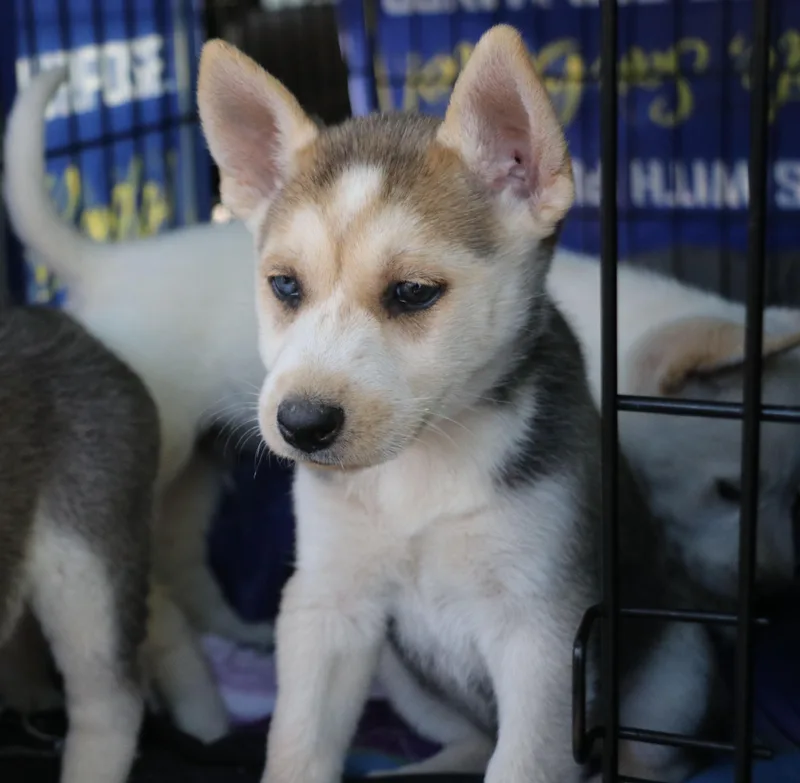 A baby medium-sized male White / Cream Husky dog named Glacier for adoption in Pflugerville, TX