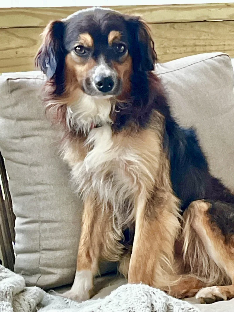 A young small-sized male Mixed Breed dog named Beau for adoption in Chatsworth, GA