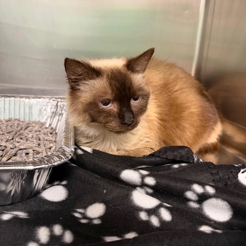 An adult medium-sized female Cream / Ivory Siamese cat named Siouxie for adoption in Parkersburg, WV