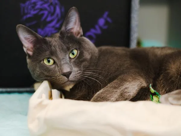 An adult medium-sized male Domestic Short Hair cat named Dr. TomAto for adoption in Ridgewood, NY