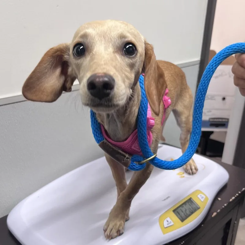 A young small-sized female Dachshund dog named Skye for adoption in Tampa, FL