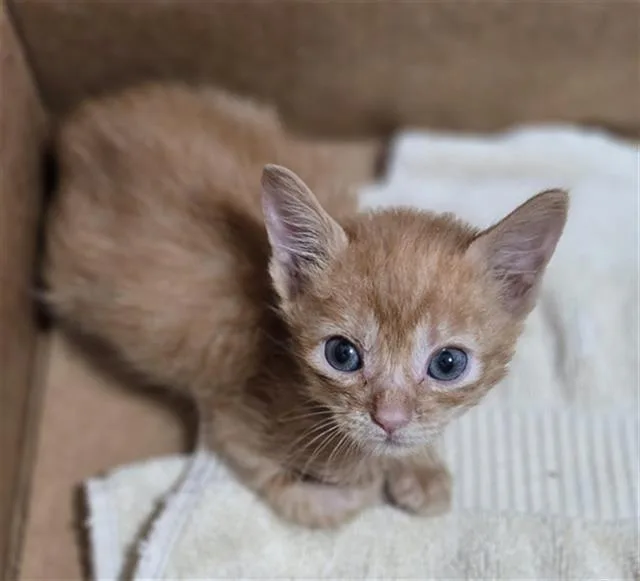A baby medium-sized male Domestic Short Hair cat named Benz for adoption in Dallas, TX