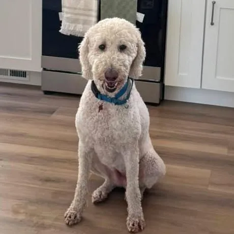 A young small-sized female White / Cream Goldendoodle dog named Minnie for adoption in Brooklyn, NY