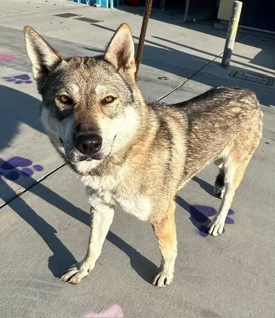 A young large-sized female Siberian Husky dog named Willa for adoption in Baldwin Park, CA