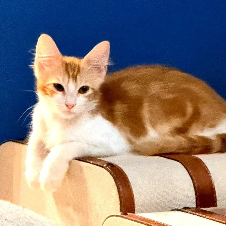A baby small-sized male Orange / Red Domestic Short Hair cat named Butterscotch for adoption in Santa Fe, TX