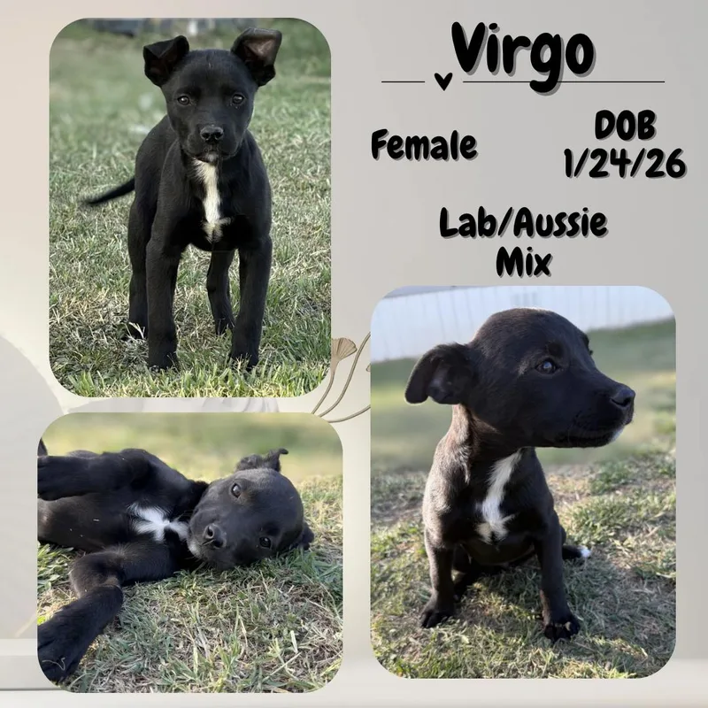 A baby medium-sized female Black Labrador Retriever dog named Virgo for adoption in Caldwell, TX