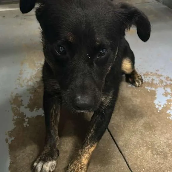 An adult medium-sized male Black Mixed Breed dog named Wonji for adoption in Gadsden, AL