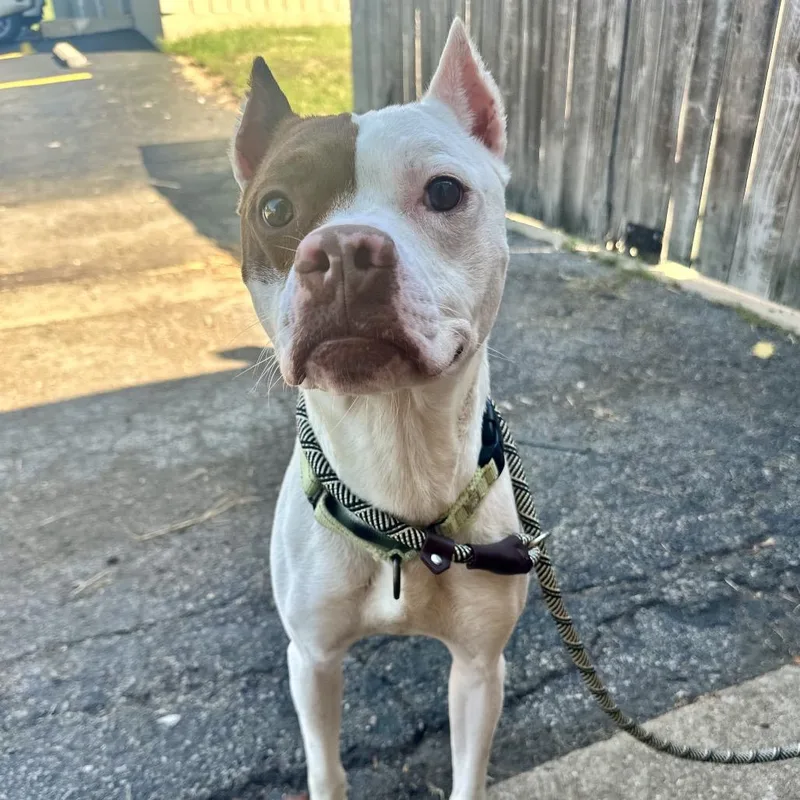 An adult medium-sized male White / Cream Pit Bull Terrier dog named Maximus The Gladiator ER for adoption in Union, MO