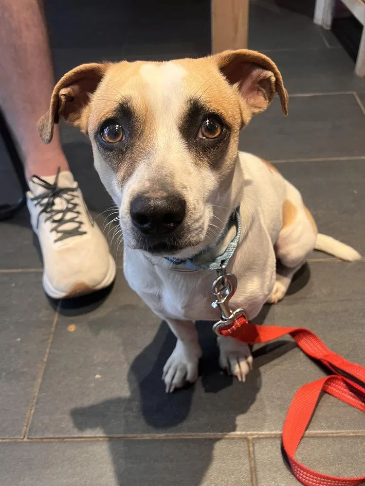 A young small-sized male Chihuahua dog named Dillon for adoption in Manhattan, NY