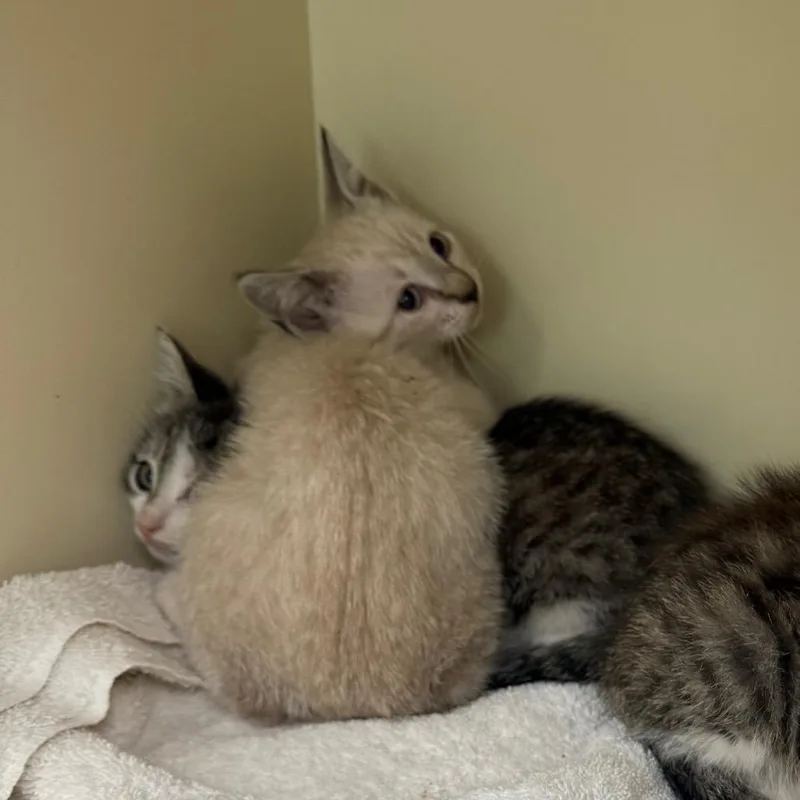 A baby small-sized female White Domestic Short Hair cat named Honmoon for adoption in Port Richey, FL