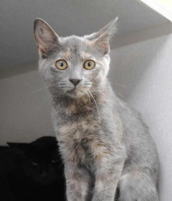 A young medium-sized female Dilute Tortoiseshell Domestic Short Hair cat named Curie for adoption in Marietta, GA