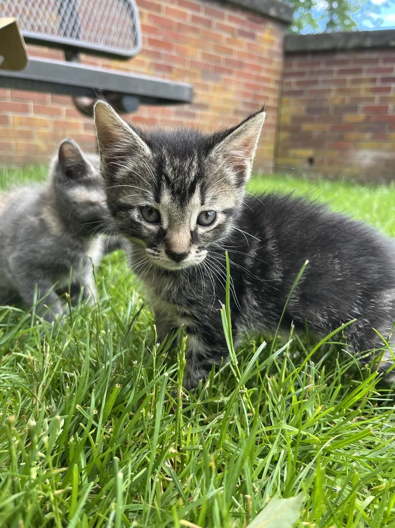 A baby small-sized female Domestic Short Hair cat named Shrimp Dumpling for adoption in Philadelphia, PA