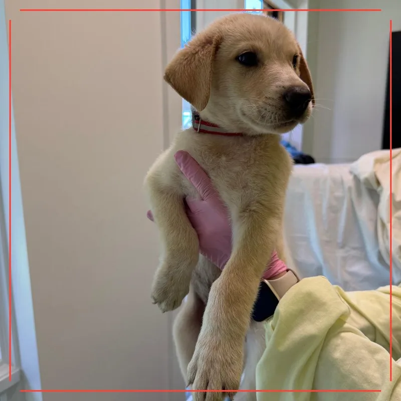 A baby medium-sized male Mixed Breed dog named Crisps for adoption in Austin, TX