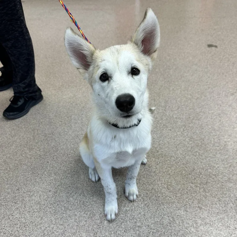 A young medium-sized male Yellow / Tan / Blond / Fawn Husky dog named Bear for adoption in Ardmore, OK