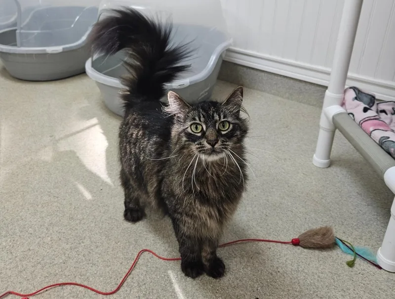 A young medium-sized male Tabby (Tiger Striped) Domestic Long Hair cat named Hawk for adoption in Westbrook, CT