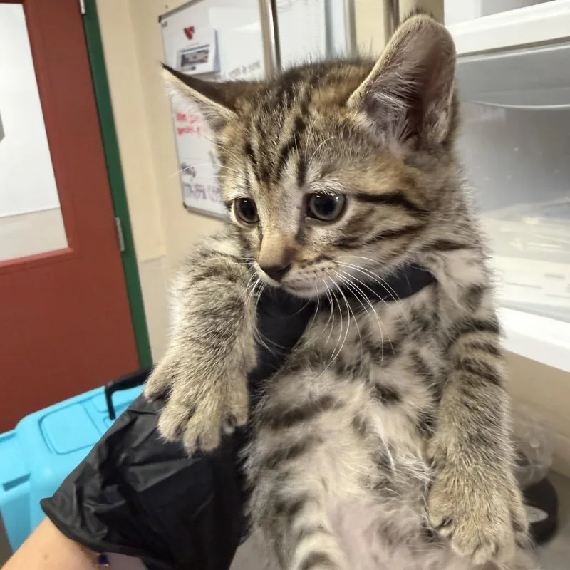 A baby small-sized male Domestic Short Hair cat named Clorox Wipe for adoption in Reno, NV