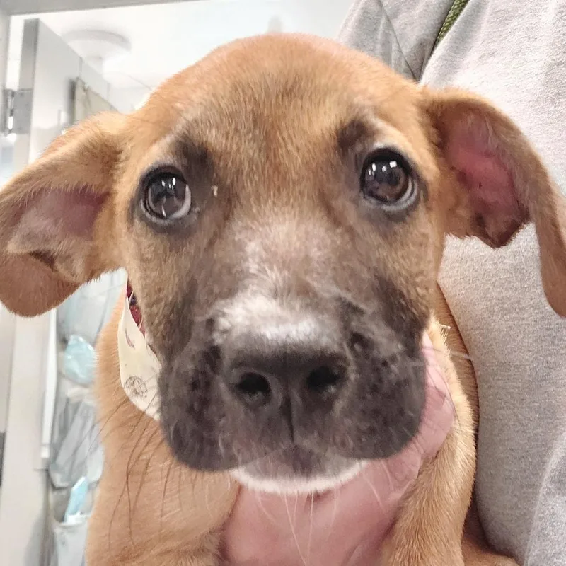 A baby small-sized male Yellow / Tan / Blond / Fawn Mixed Breed dog named Huckleberry for adoption in Milton, FL