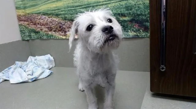 A young small-sized male Terrier dog named Schroeder for adoption in Moreno Valley, CA