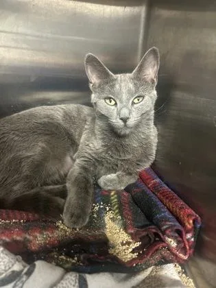 An adult medium-sized female Gray / Blue / Silver Domestic Short Hair cat named Thank You For The for adoption in Kansas City, MO