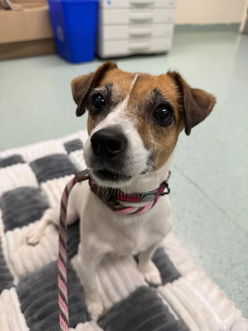 An adult small-sized female Jack Russell Terrier dog named Molly for adoption in Teterboro, NJ