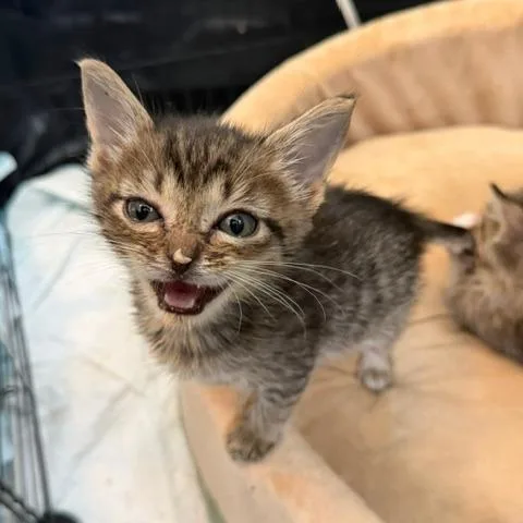 A baby small-sized female Brown / Chocolate Domestic Short Hair cat named Ukulele for adoption in Austin, TX