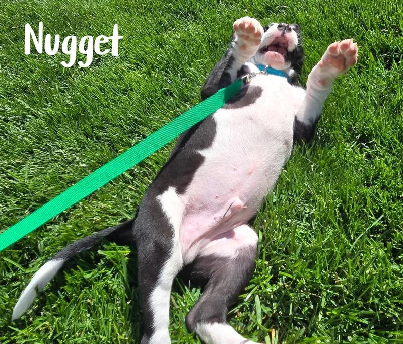 A young large-sized male American Staffordshire Terrier dog named Nugget for adoption in Elburn, IL