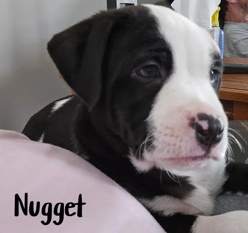 Nugget thumbnail 4
