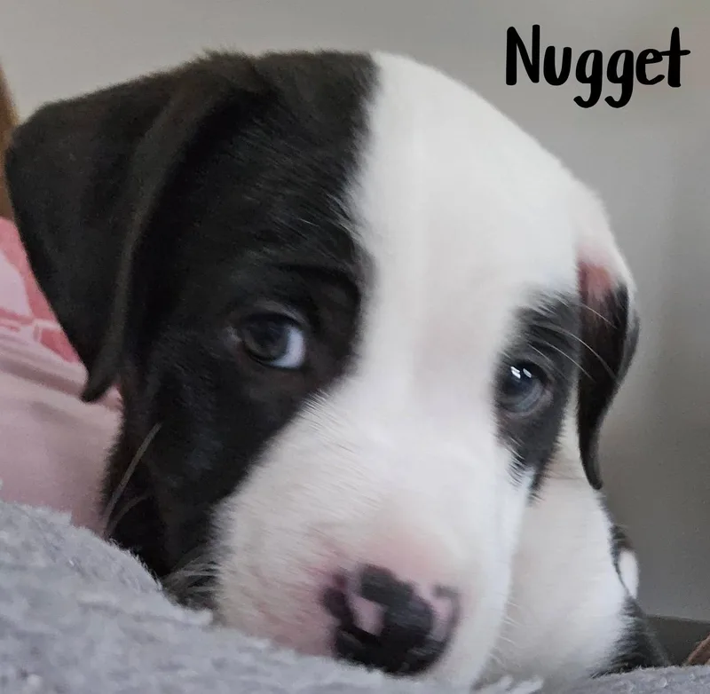 Nugget thumbnail 5