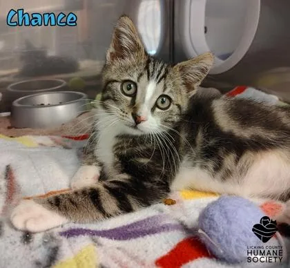 A baby small-sized male Domestic Short Hair cat named Chance for adoption in Heath, OH