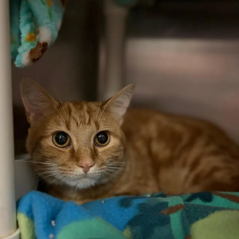 An adult medium-sized male Orange / Red Domestic Short Hair cat named Yazi for adoption in Charlottesville, VA